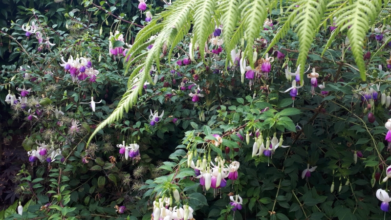 Pegwell & West Cliff Gardens